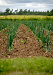 landscape with green plants and green leaves on a background of cultivated land, summer