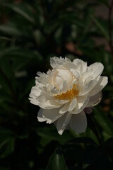 Double-petal, White Flower of Peony in Full Bloom

