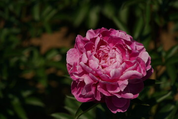 Light Pink Flower of Peony in Full Bloom
