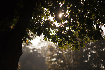 poranne jesienne słońce w liściach kasztanowca