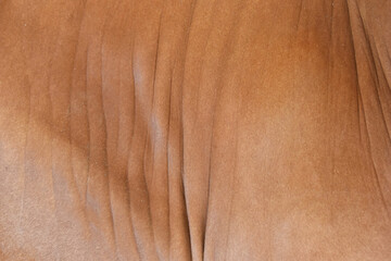cow skin texture background, cow leather with fur background