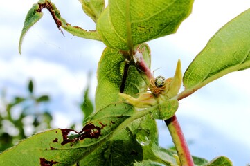spider on a branch