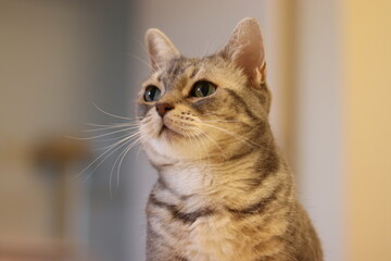 左上視線の猫アメリカンショートヘアブルータビー
American shorthair cat with upper left gaze.