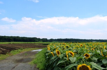 道　ひまわり　田舎　空　風景　夏