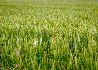 sunny landscape with cereal field, cereal spike texture, summer