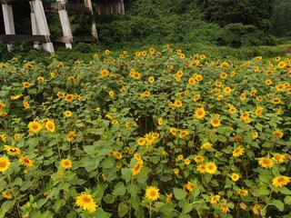 夏のひまわり畑を空撮したものです