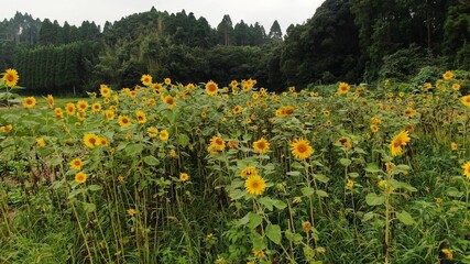 夏のひまわり畑を空撮したものです