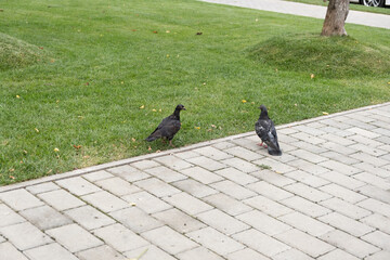 Obraz premium A pair of pigeons sit outside and watch each other before action