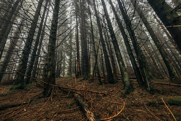 A tree in a forest