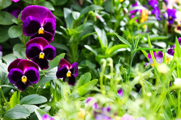 purple iris flowers in the garden