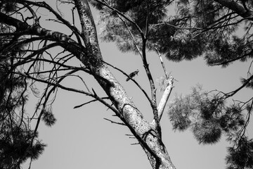 Squirrel jumping from a tree branch to another with a clear sky AM
