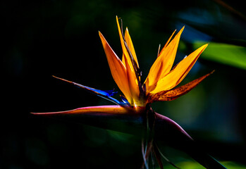 Close up of bird of paradise flower against dark background. 