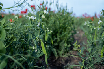 fresh green peas is growing in the field and blooming with white flowers. Growing organic vegetables and legumes.