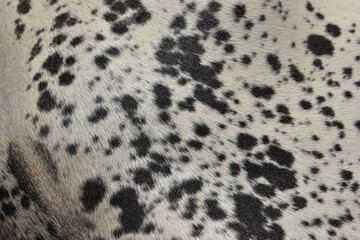 cow skin texture background, cow leather with fur background