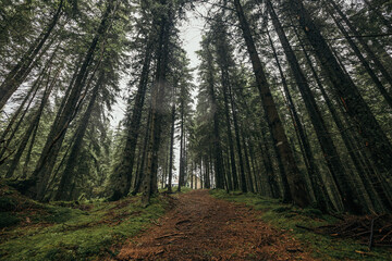 Obraz premium A tree in a forest