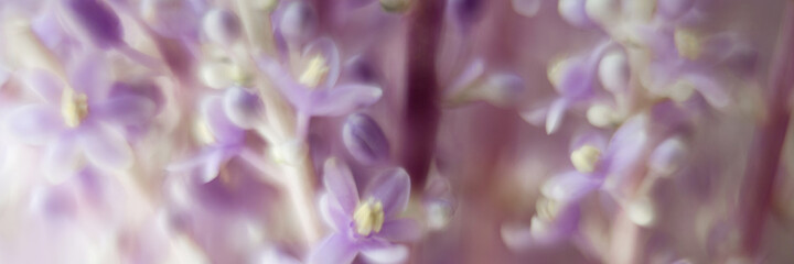 Fototapeta premium Blurred Provence nature background with copy space. Macro of blooming violet lavender flowers. Defocused banner for mothers day, womens day 8 march, spa or beauty salon