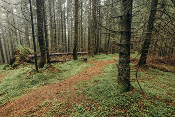 A tree in the middle of a lush green forest