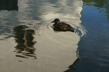 Ente im Wasser