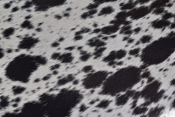 cow skin texture background, cow leather with fur background