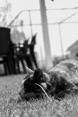 Brown pregnant cat laying and sleeping on grass