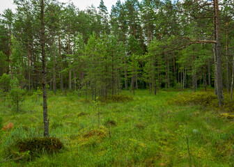 Obraz premium green bog landscape with bog pines and bog typical vegetation, summer
