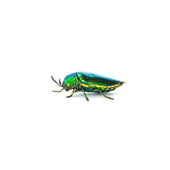 Jewel Beetle