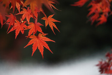 Close-up of autumnal leaves along the river.  川沿いの紅葉のクローズアップ