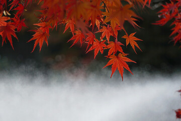 Close-up of autumnal leaves along the river.  川沿いの紅葉のクローズアップ