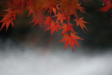 Close-up of autumnal leaves along the river.  川沿いの紅葉のクローズアップ
