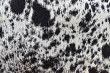 cow skin texture background, cow leather with fur background