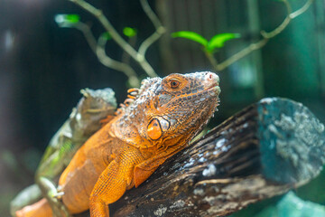 Green iguana. Iguana - also known as Common iguana or American iguana. Lizard families, look toward a bright eyes looking in the same direction as we find something new life.
