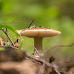 mushroom on a forest background, harvest time, mushroom collection, forest