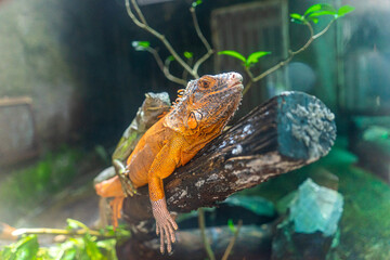Green iguana. Iguana - also known as Common iguana or American iguana. Lizard families, look toward...