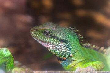 Green iguana. Iguana - also known as Common iguana or American iguana. Lizard families, look toward a bright eyes looking in the same direction as we find something new life.