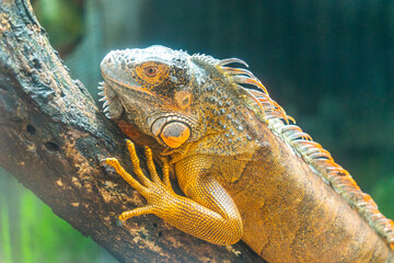 Green iguana. Iguana - also known as Common iguana or American iguana. Lizard families, look toward...