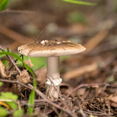 mushroom on a forest background, harvest time, mushroom collection, forest