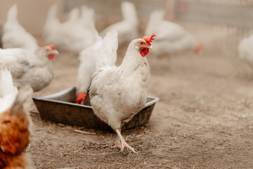 chickens outdoors at a chicken farm