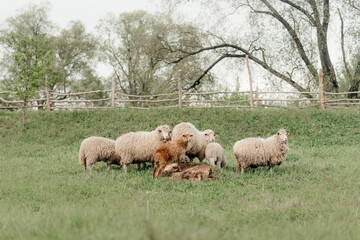 sheeps standing in an enclosure at a farm
