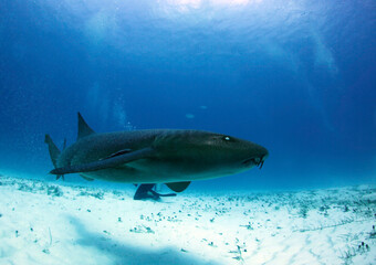 Fototapeta premium Nurse Shark (Ginglymostoma cirratum) Swimming by Closely. Bimini, Bahamas