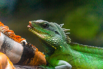 Green iguana. Iguana - also known as Common iguana or American iguana. Lizard families, look toward a bright eyes looking in the same direction as we find something new life.