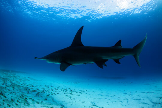 Great Hammerhead Shark (Sphyrna mokarran) between Surface and Sand Bottom. Tiger Beach, Bahamas