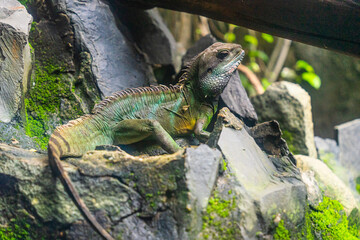 Green iguana. Iguana - also known as Common iguana or American iguana. Lizard families, look toward a bright eyes looking in the same direction as we find something new life.