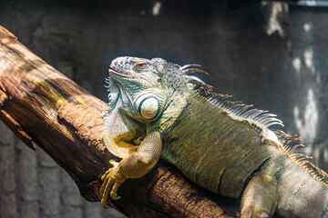 Green iguana. Iguana - also known as Common iguana or American iguana. Lizard families, look toward...