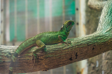 Green iguana. Iguana - also known as Common iguana or American iguana. Lizard families, look toward a bright eyes looking in the same direction as we find something new life.