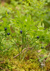 blueberry bushes on the background of forest vegetation, blue blueberries, berry picking time, summer