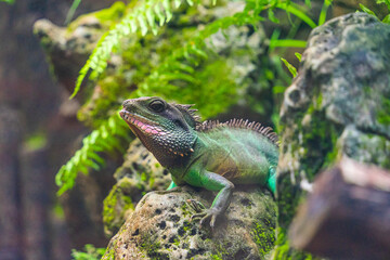 Green iguana. Iguana - also known as Common iguana or American iguana. Lizard families, look toward a bright eyes looking in the same direction as we find something new life.