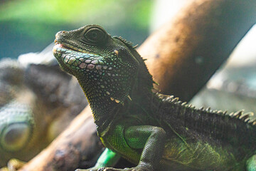 Green iguana. Iguana - also known as Common iguana or American iguana. Lizard families, look toward a bright eyes looking in the same direction as we find something new life.