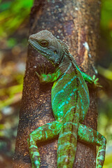 Green iguana. Iguana - also known as Common iguana or American iguana. Lizard families, look toward...