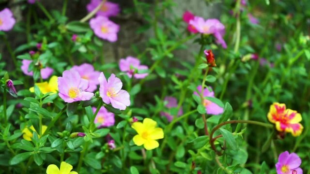 Colourful of Common Purslane flowers or Portulaca Oleracea blowing in the winf at the garden - footage.