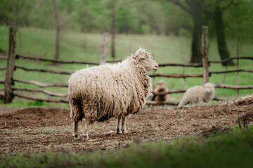 sheep standing outdoors at a farm